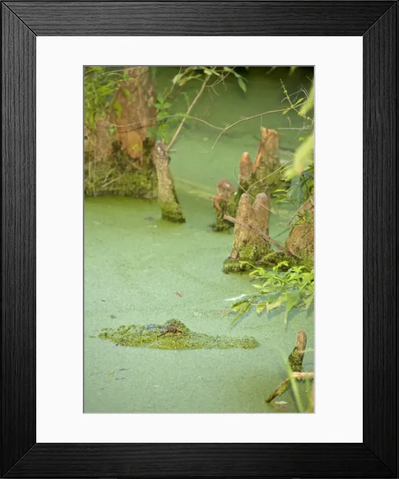 Framed Print : Picture No. 10735153 Framed Print : Picture No. 10735153