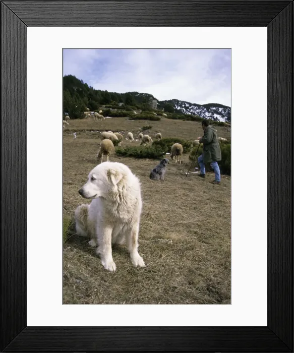 Framed Print : Picture No. 10735344