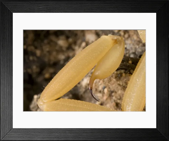 Framed Print : Picture No. 10735461 Framed Print : Picture No. 10735461