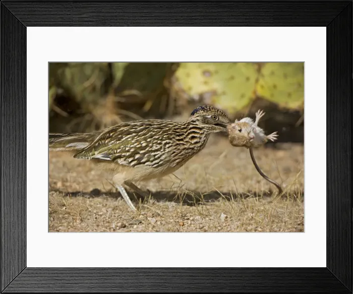 Framed Print : Picture No. 10735654 Framed Print : Picture No. 10735654