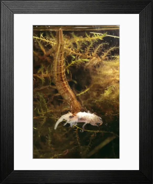 Framed Print : Picture No. 10735925