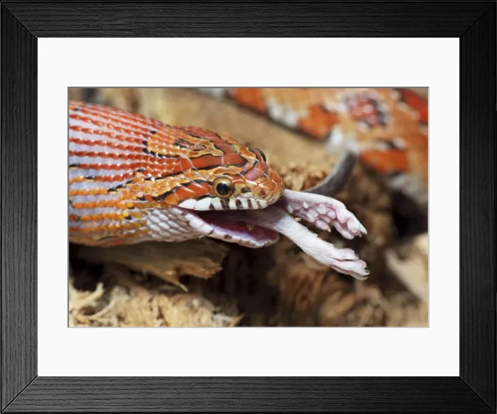 Framed Print : Picture No. 10736099 Framed Print : Picture No. 10736099