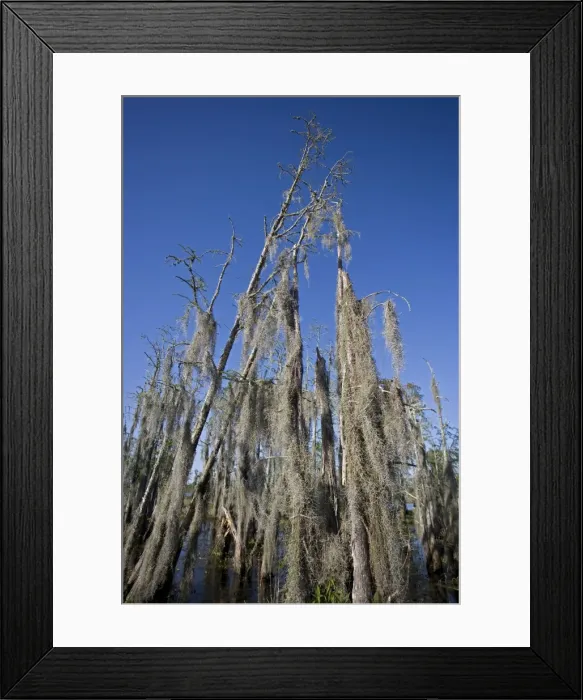 Framed Print : Picture No. 10735539 Framed Print : Picture No. 10735539