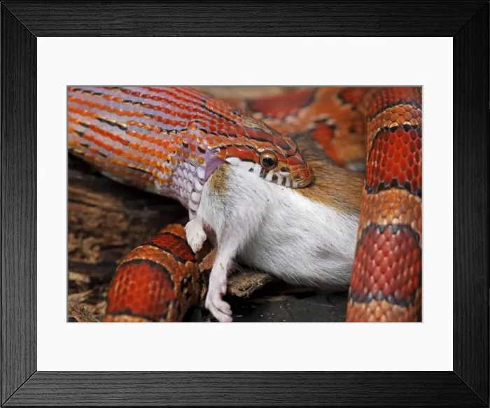 Framed Print : Picture No. 10736093