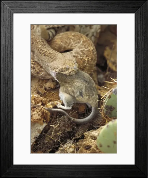 Framed Print : Picture No. 10735378 Framed Print : Picture No. 10735378
