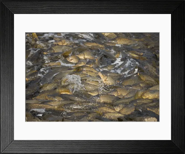 Framed Print : Picture No. 10735936 Framed Print : Picture No. 10735936