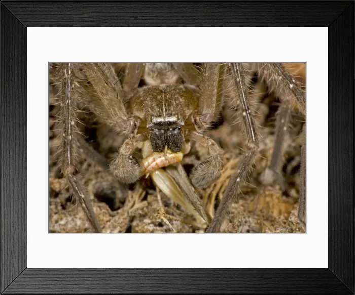 Framed Print : Picture No. 10735449 Framed Print : Picture No. 10735449