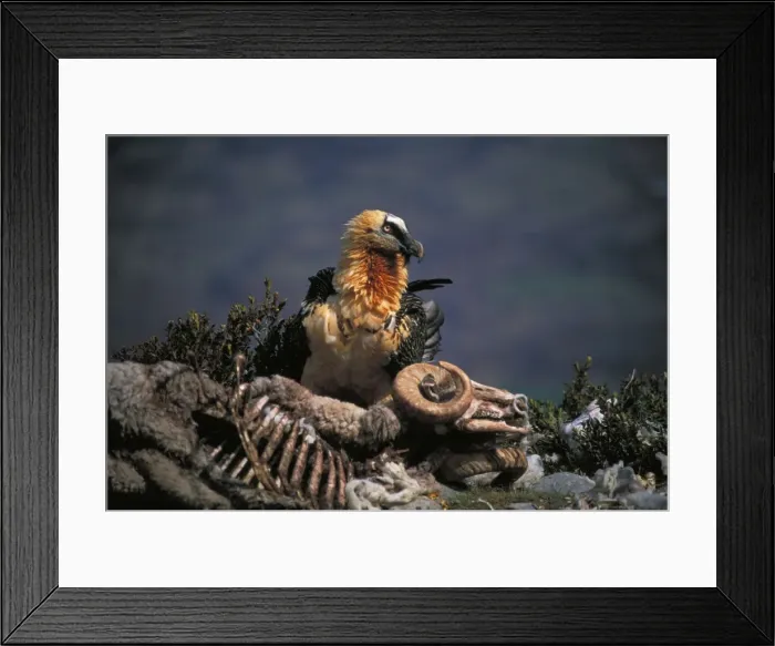 Framed Print : Picture No. 10735288