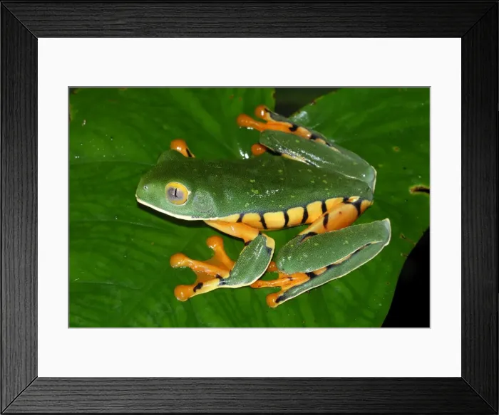 Framed Print : Picture No. 10750980 Framed Print : Picture No. 10750980