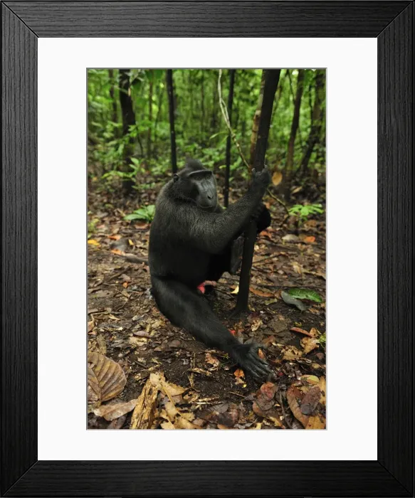 Framed Print : Picture No. 10750985 Framed Print : Picture No. 10750985