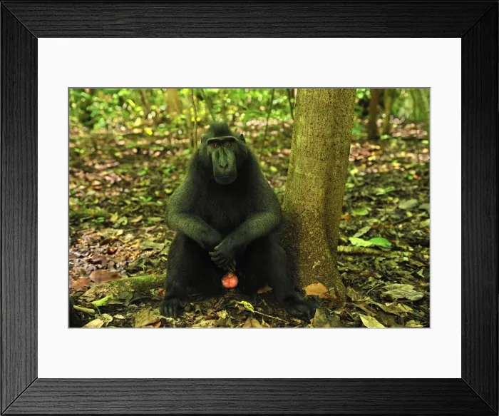 Framed Print : Picture No. 10751005 Framed Print : Picture No. 10751005
