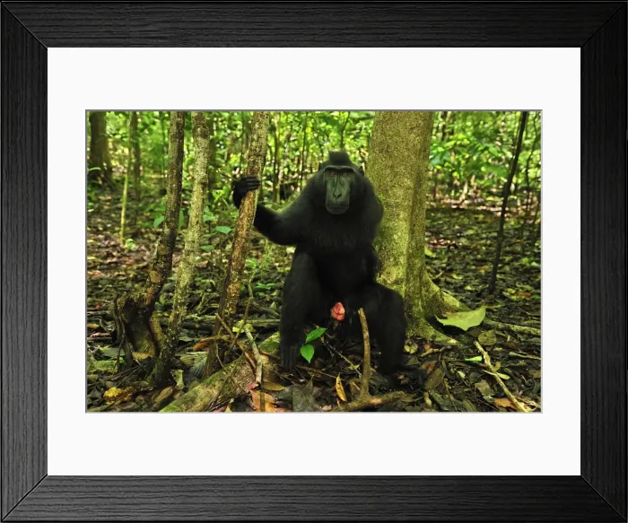 Framed Print : Picture No. 10751007 Framed Print : Picture No. 10751007