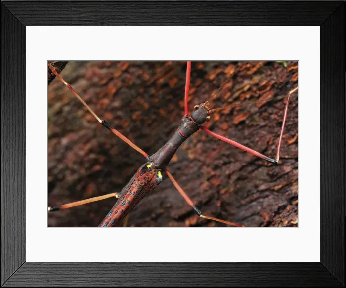 Framed Print : Picture No. 10751100 Framed Print : Picture No. 10751100