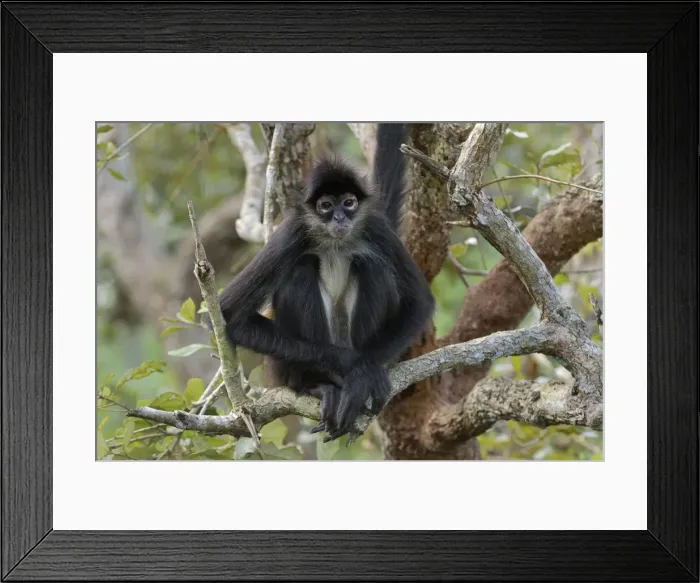 Framed Print : Picture No. 10751144 Framed Print : Picture No. 10751144