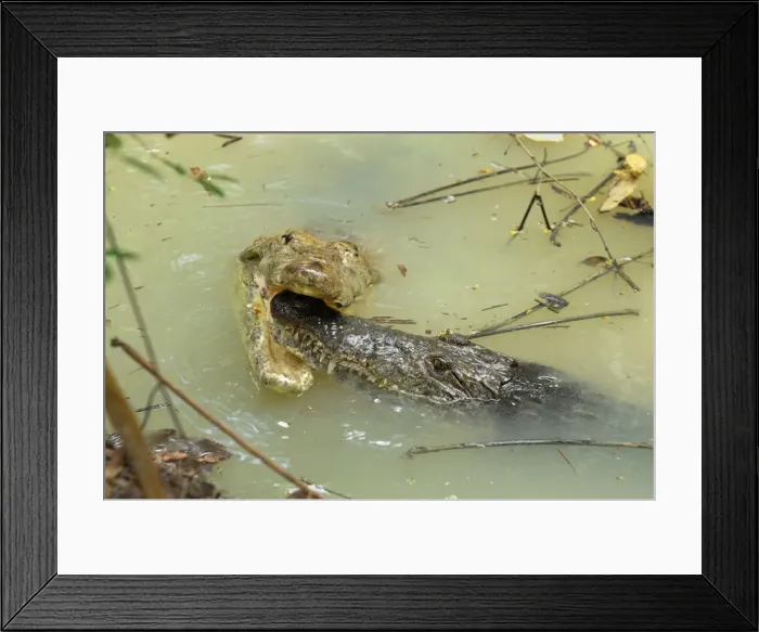 Framed Print : Picture No. 10751190 Framed Print : Picture No. 10751190