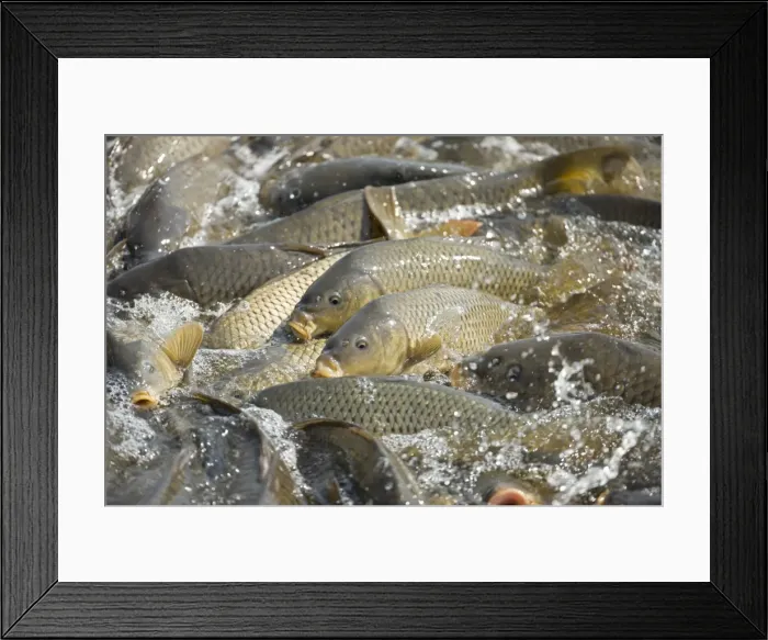 Framed Print : Picture No. 10735934 Framed Print : Picture No. 10735934