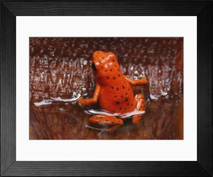 Framed Print : Picture No. 10751268 Framed Print : Picture No. 10751268