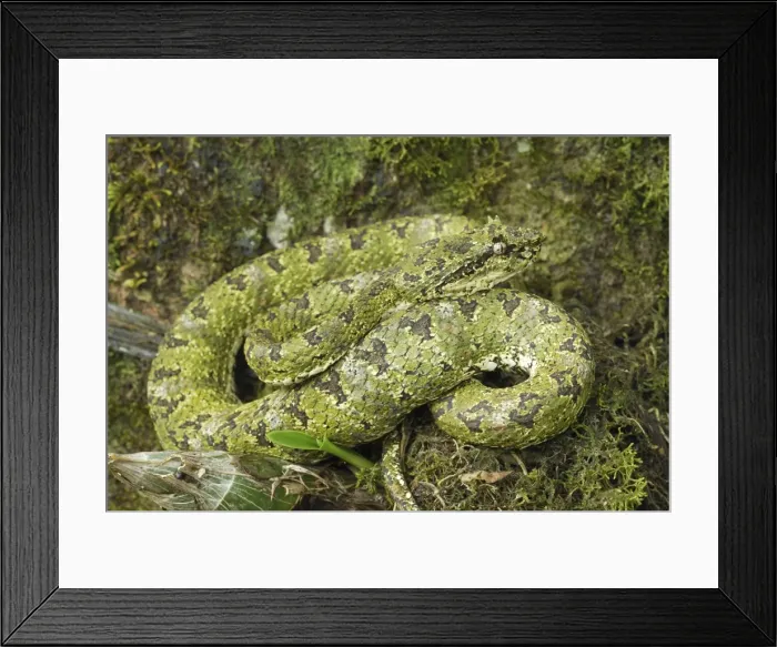 Framed Print : Picture No. 10751297 Framed Print : Picture No. 10751297
