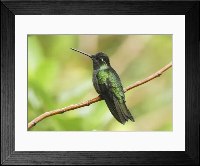 Framed Print : Picture No. 10751348 Framed Print : Picture No. 10751348