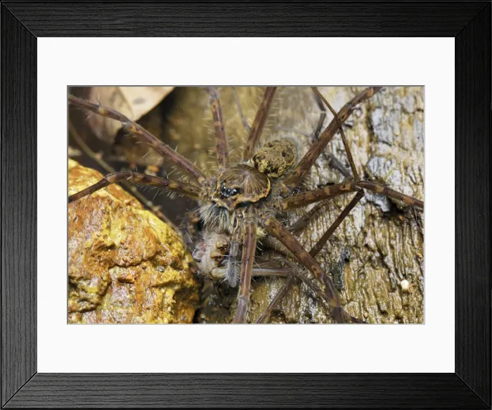 Framed Print : Picture No. 10751602 Framed Print : Picture No. 10751602