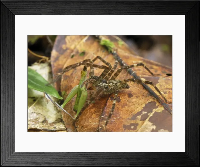 Framed Print : Picture No. 10751621 Framed Print : Picture No. 10751621