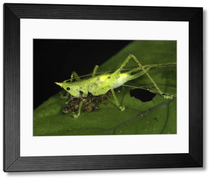 Framed Print : Picture No. 10751622