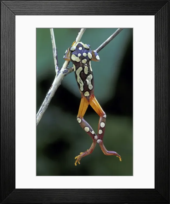 Framed Print : Picture No. 10751683 Framed Print : Picture No. 10751683