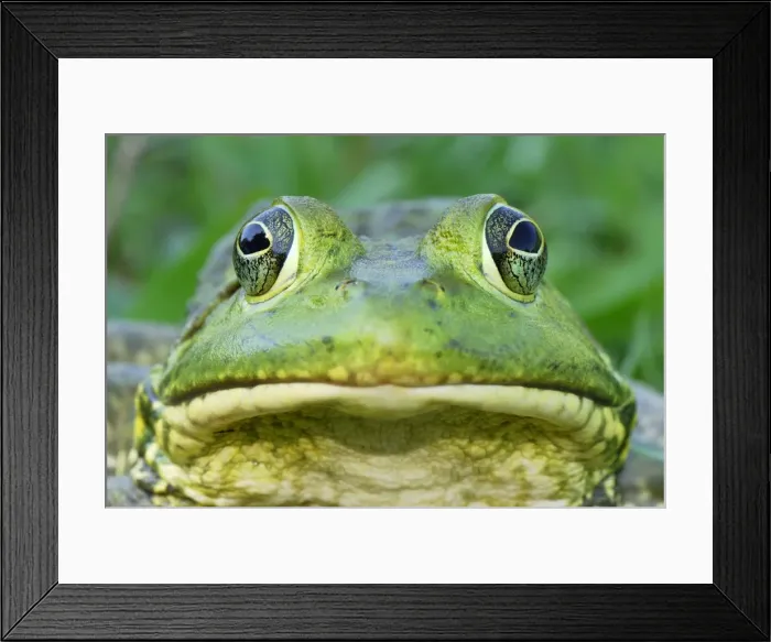 Framed Print : Picture No. 10751733