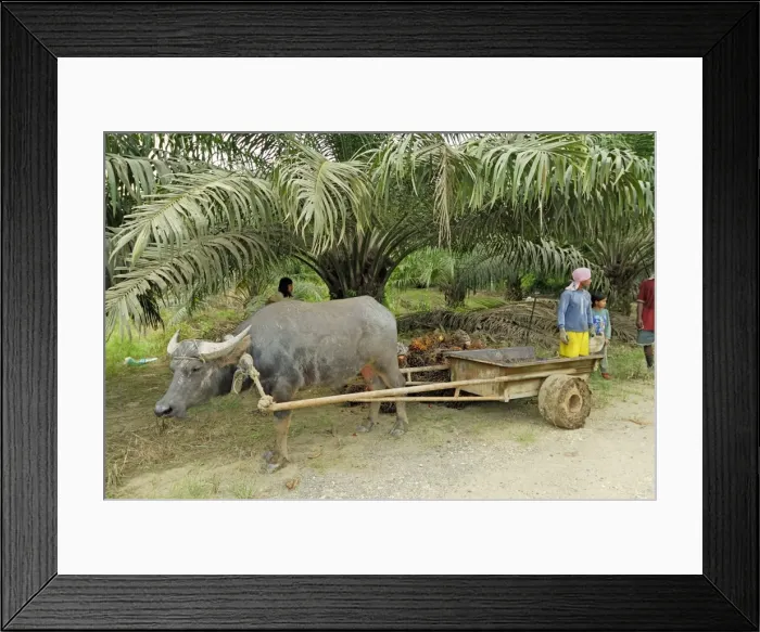 Framed Print : Picture No. 10751707 Framed Print : Picture No. 10751707