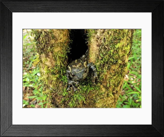 Framed Print : Picture No. 10751780 Framed Print : Picture No. 10751780