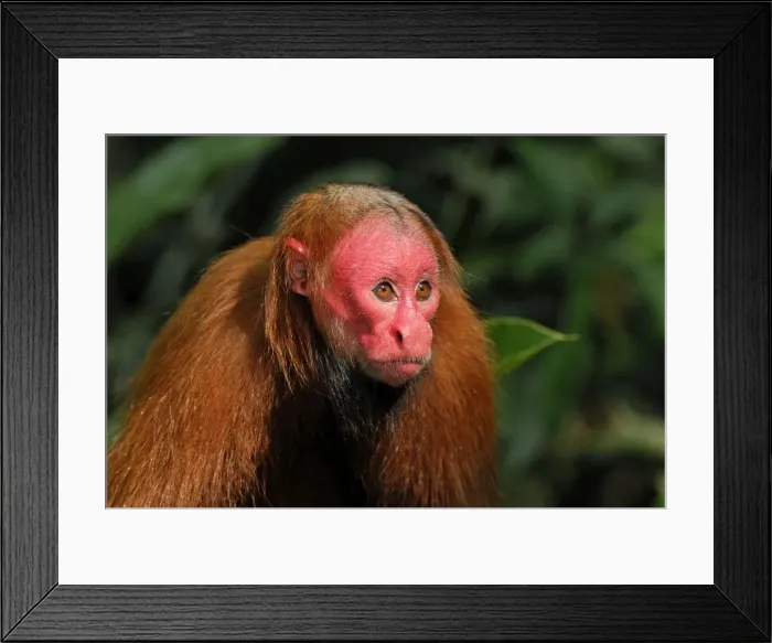 Framed Print : Picture No. 10751829 Framed Print : Picture No. 10751829