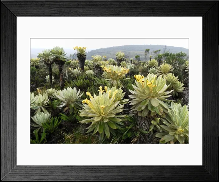 Framed Print : Picture No. 10751918 Framed Print : Picture No. 10751918