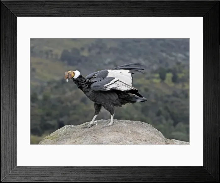 Framed Print : Picture No. 10751923