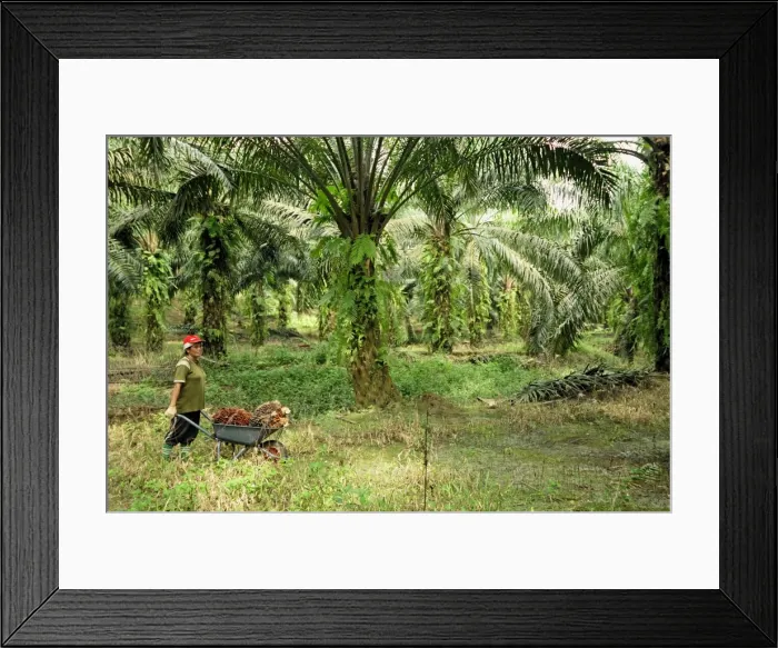 Framed Print : Picture No. 10751949