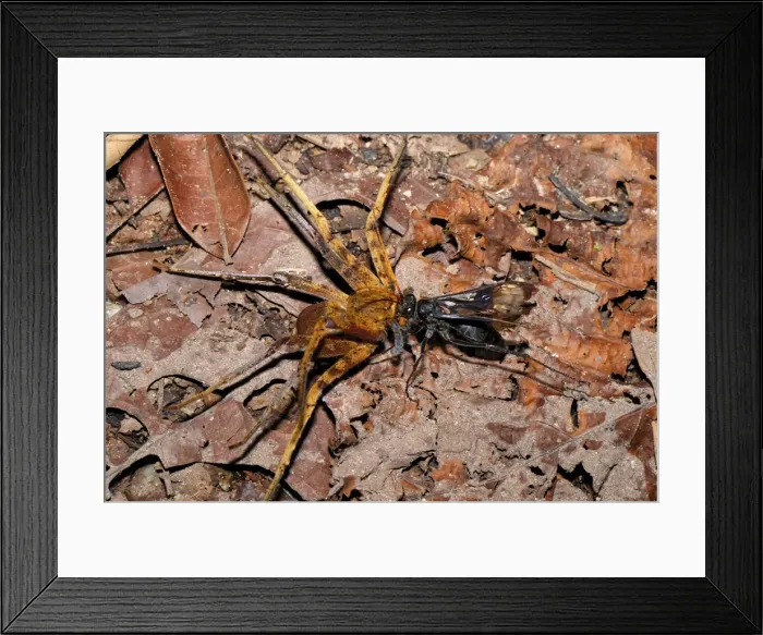 Framed Print : Picture No. 10752022 Framed Print : Picture No. 10752022