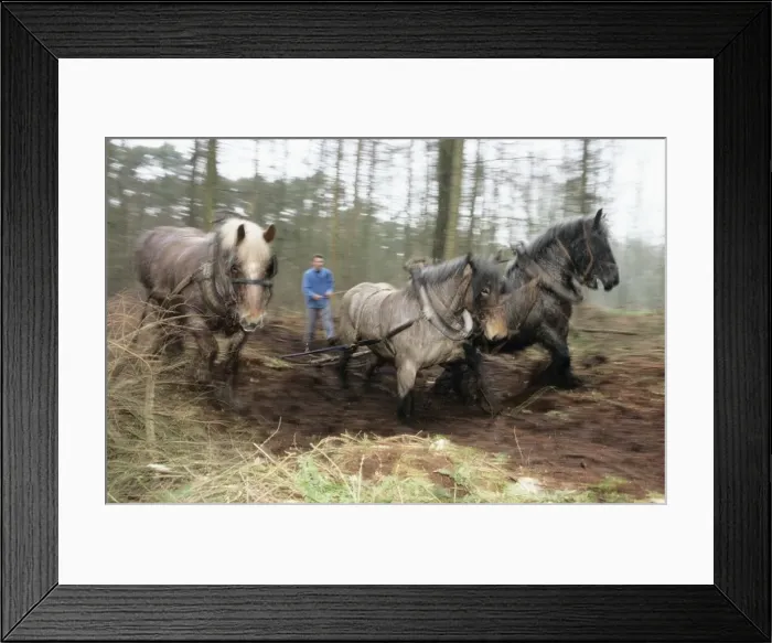 Framed Print : Picture No. 10752121 Framed Print : Picture No. 10752121