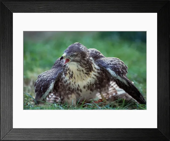 Framed Print : Picture No. 10752187 Framed Print : Picture No. 10752187
