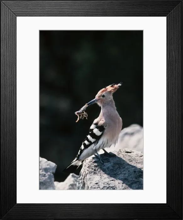 Framed Print : Picture No. 10752174 Framed Print : Picture No. 10752174