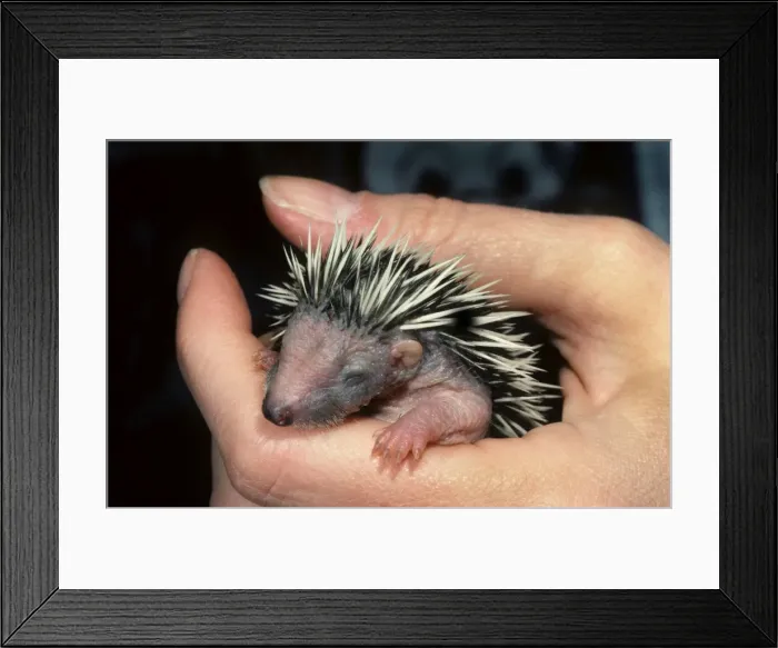 Framed Print : Picture No. 10752206 Framed Print : Picture No. 10752206