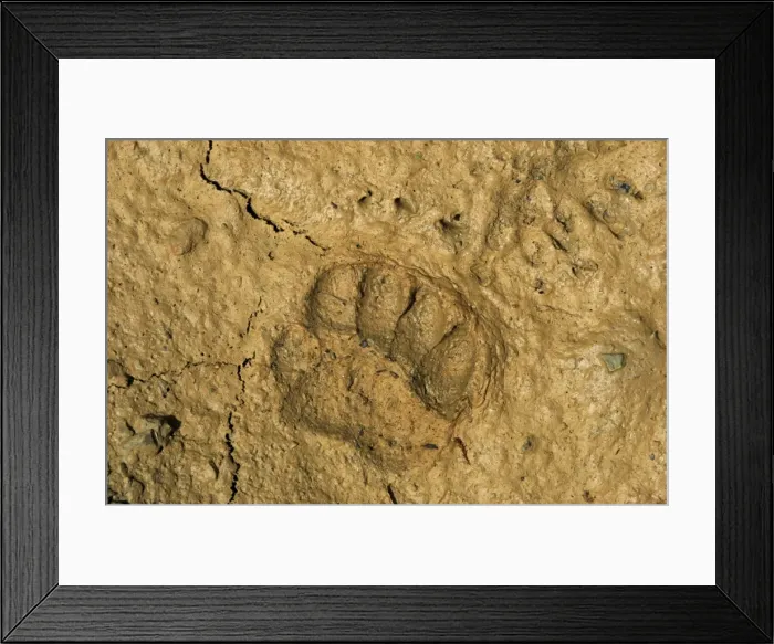 Framed Print : Picture No. 10752319 Framed Print : Picture No. 10752319