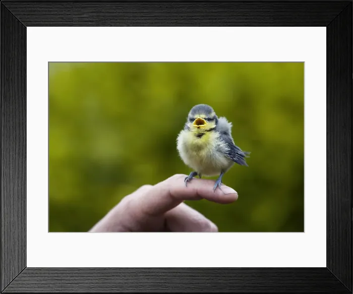 Framed Print : Picture No. 10752388 Framed Print : Picture No. 10752388