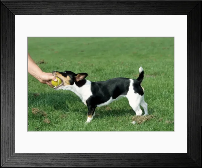 Framed Print : Picture No. 10752297 Framed Print : Picture No. 10752297