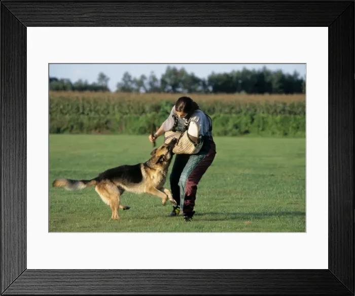 Framed Print : Picture No. 10752428 Framed Print : Picture No. 10752428