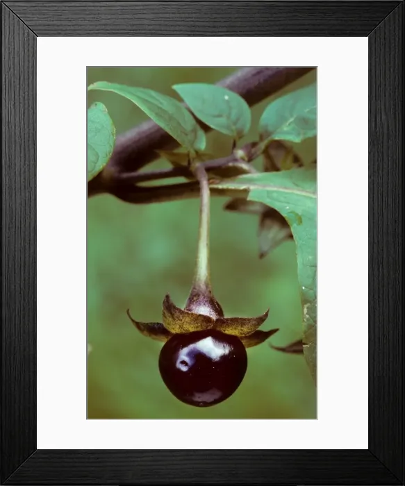 Framed Print : Picture No. 10752425 Framed Print : Picture No. 10752425