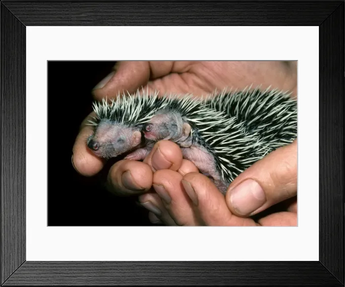 Framed Print : Picture No. 10752460