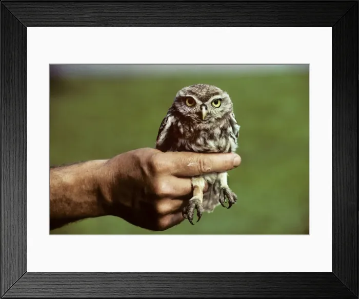 Framed Print : Picture No. 10752470 Framed Print : Picture No. 10752470