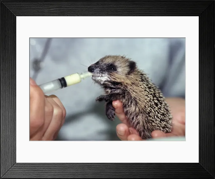 Framed Print : Picture No. 10752461 Framed Print : Picture No. 10752461