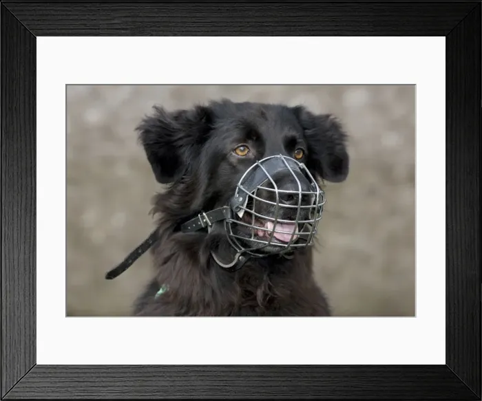 Framed Print : Picture No. 10752593 Framed Print : Picture No. 10752593