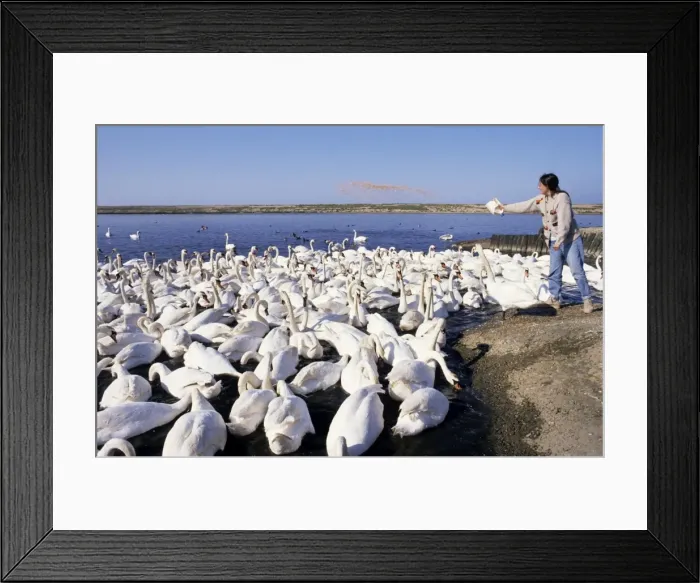 Framed Print : Picture No. 10752858 Framed Print : Picture No. 10752858
