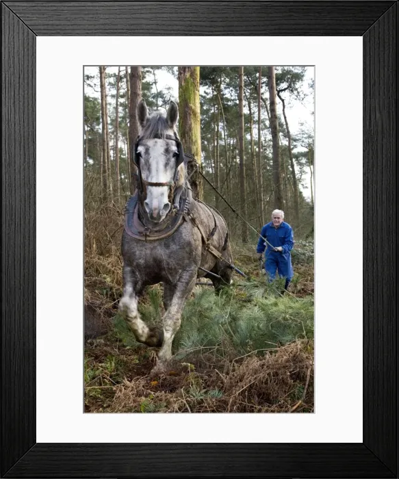 Framed Print : Picture No. 10752848 Framed Print : Picture No. 10752848